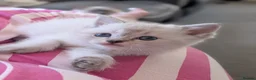 Mixed Breed cats for sale: Ragdoll x Scottish Fold kittens - Advert 5