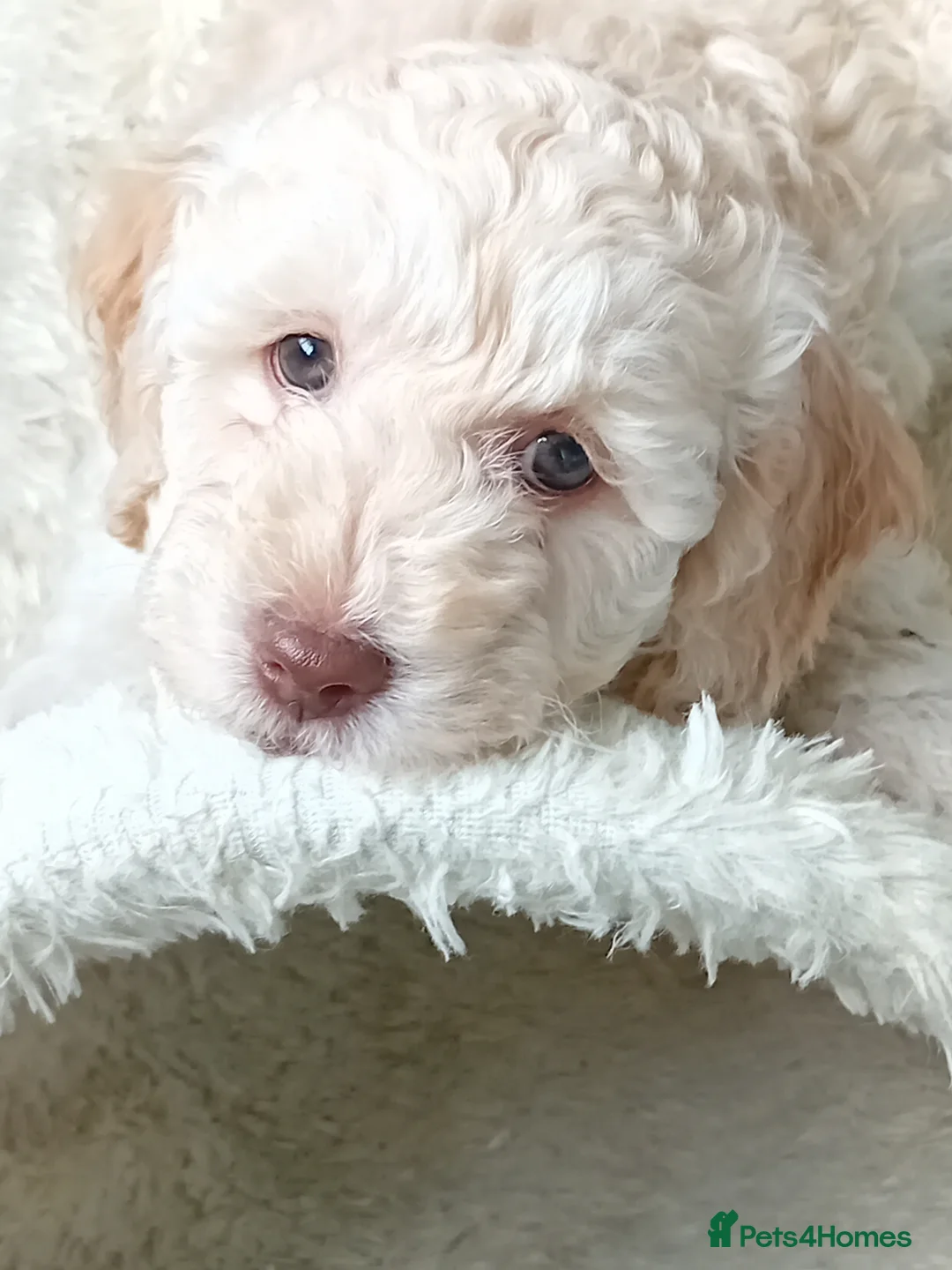 Mini Goldendoodle dogs for sale: Gorgeous Miniature Double Doodle puppies  - Advert 9