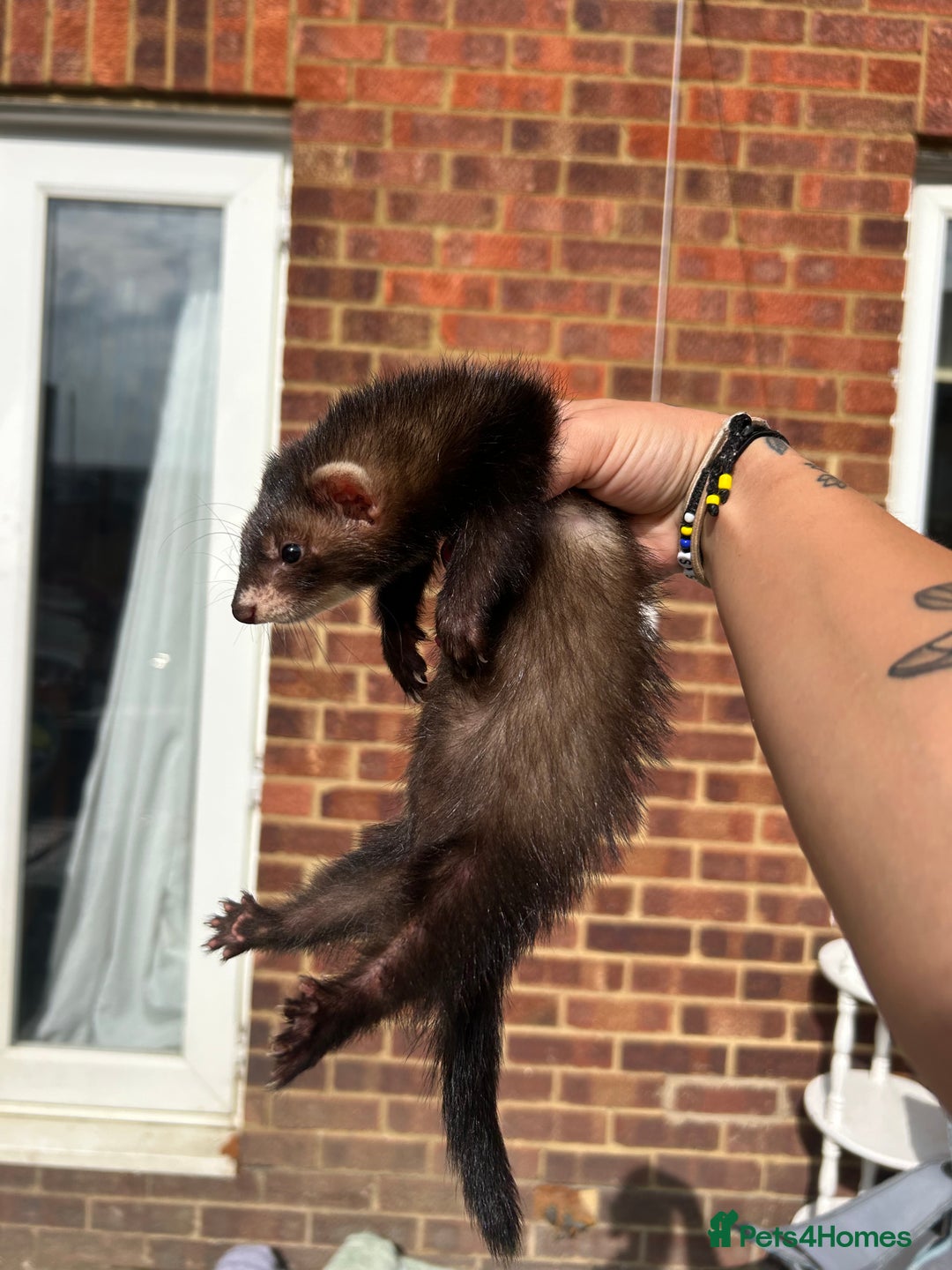 Ferret rodents for sale: 2 semi angora black self babies 1 jill 1 hob left  - Image 11