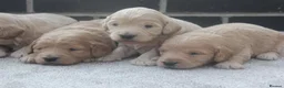 Mini Goldendoodle dogs for sale: Beautiful F1 Goldendoodles - Advert 9