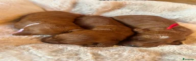 Goldendoodle 8