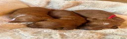 Goldendoodle dogs for sale: 🐾Lovely Fox Red F1 Mini Goldendoodles🐾 - Advert 2