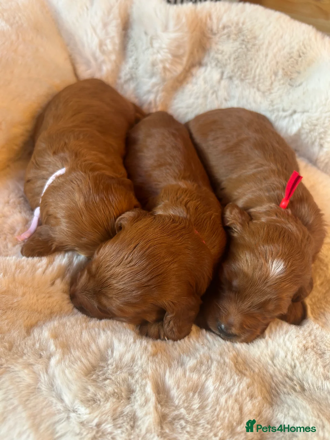 Goldendoodle dogs for sale: 🐾Lovely Fox Red F1 Mini Goldendoodles🐾 - Advert 2