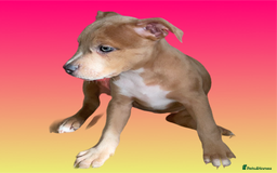 Mixed Breed dogs for sale: Ready to leave Staff x bulldog puppies  - Image 21