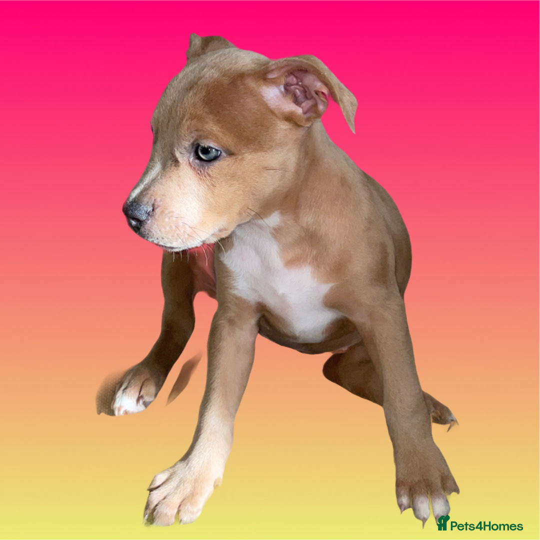 Mixed Breed dogs for sale: Ready to leave Staff x bulldog puppies  - Image 21