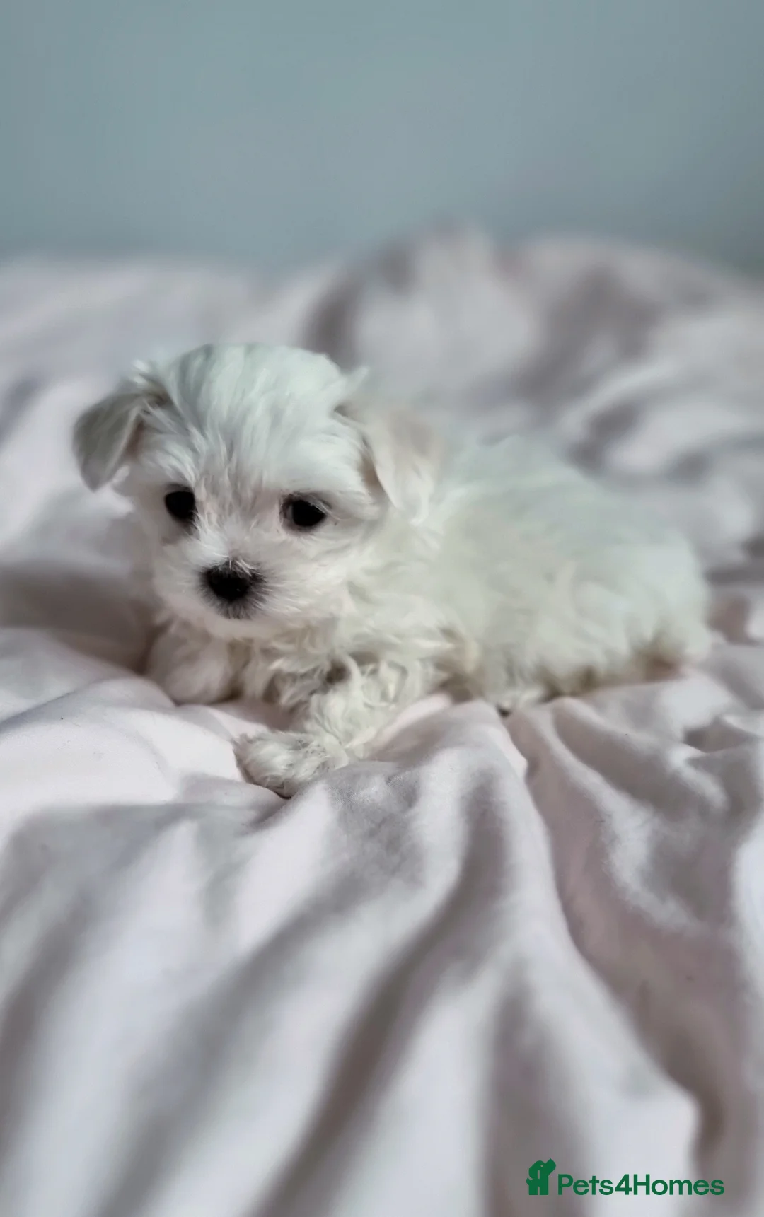 Maltese dogs for sale: KC registered Maltese Puppies - Advert 3