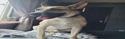 Mixed Breed dogs for adoption: COOPER - 2 Years Old, Mixed Breed Boy  - Advert 11