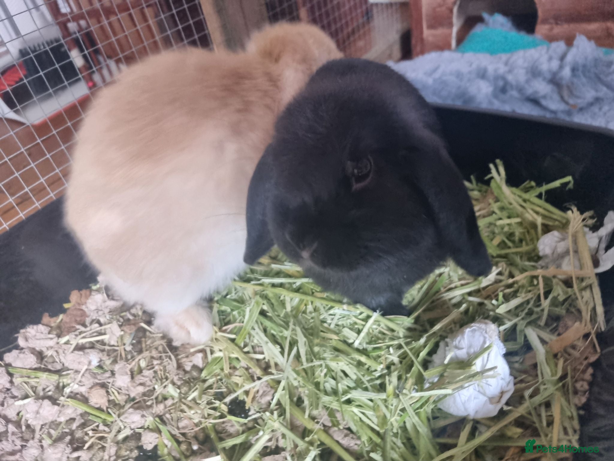Mini Lop rabbits Pair of gorgeous mini lop bunny kittens - Advert 1
