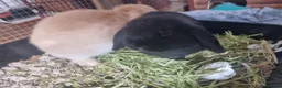 Mini Lop rabbits for sale: Pair of gorgeous mini lop bunny kittens in Forest Row - Advert 1