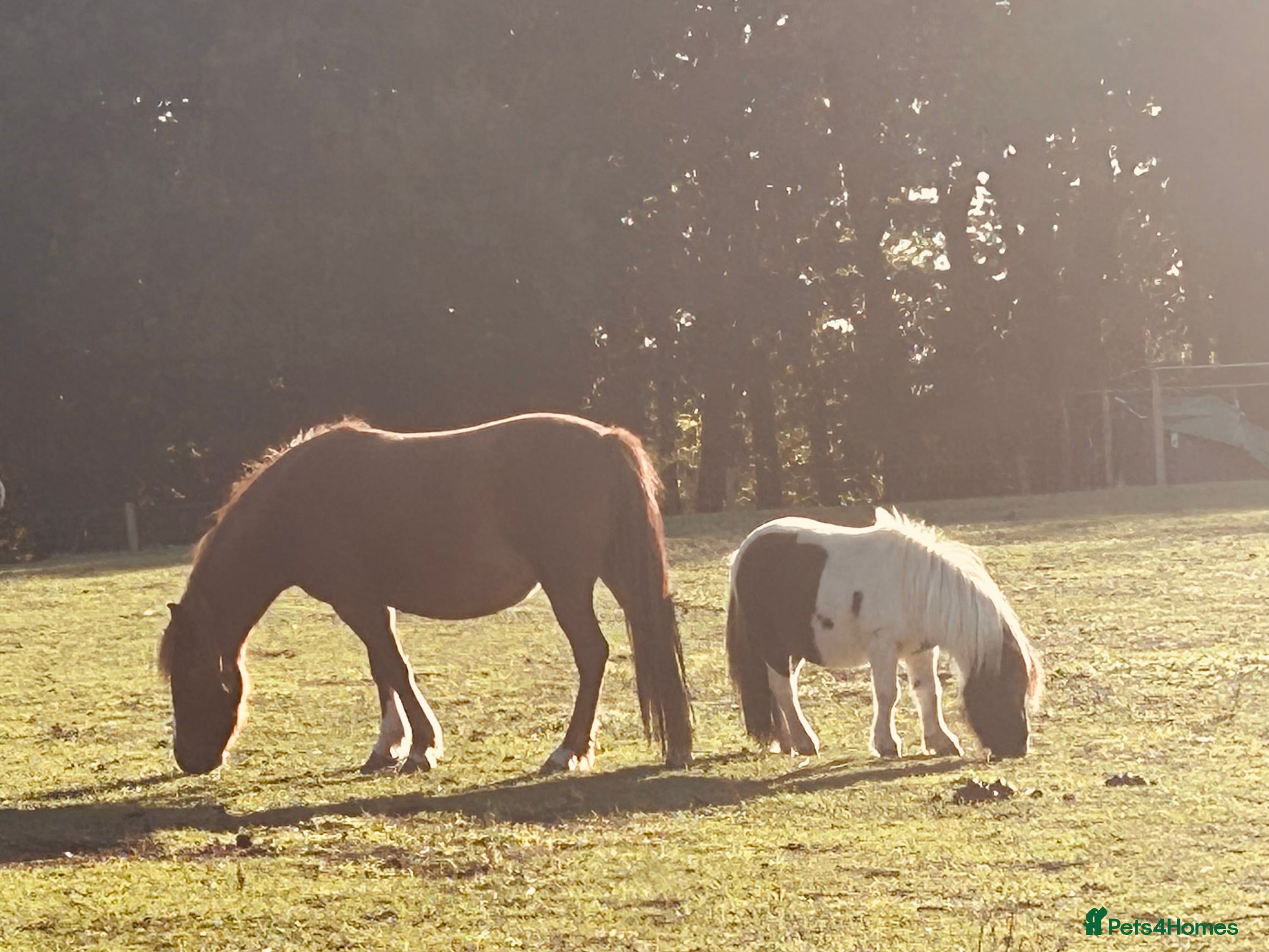 Welsh Section A horses Gorgeous chestnut mare  - Advert 18