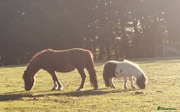 Welsh Section A horses for sale: Gorgeous chestnut mare  - Image 1
