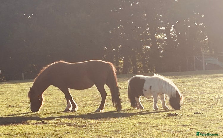 Welsh Section A horses - Advert 5