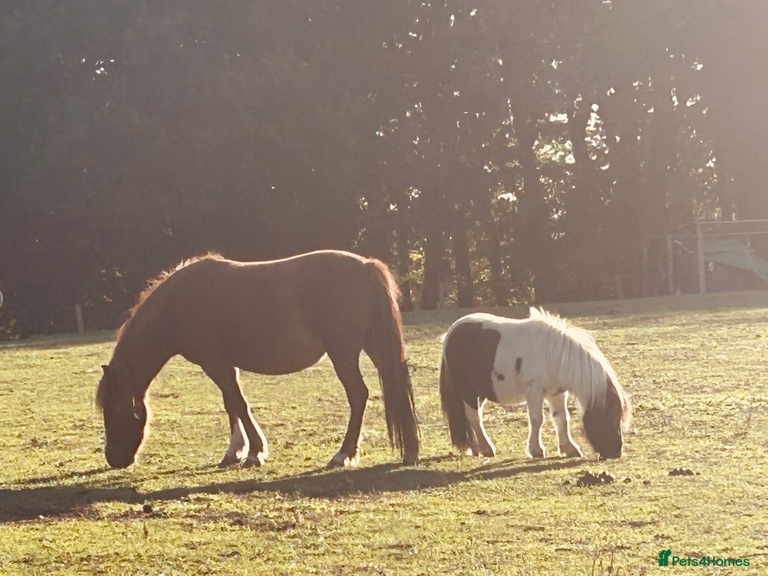 Welsh Section A horses for sale: Gorgeous chestnut mare  - Image 1