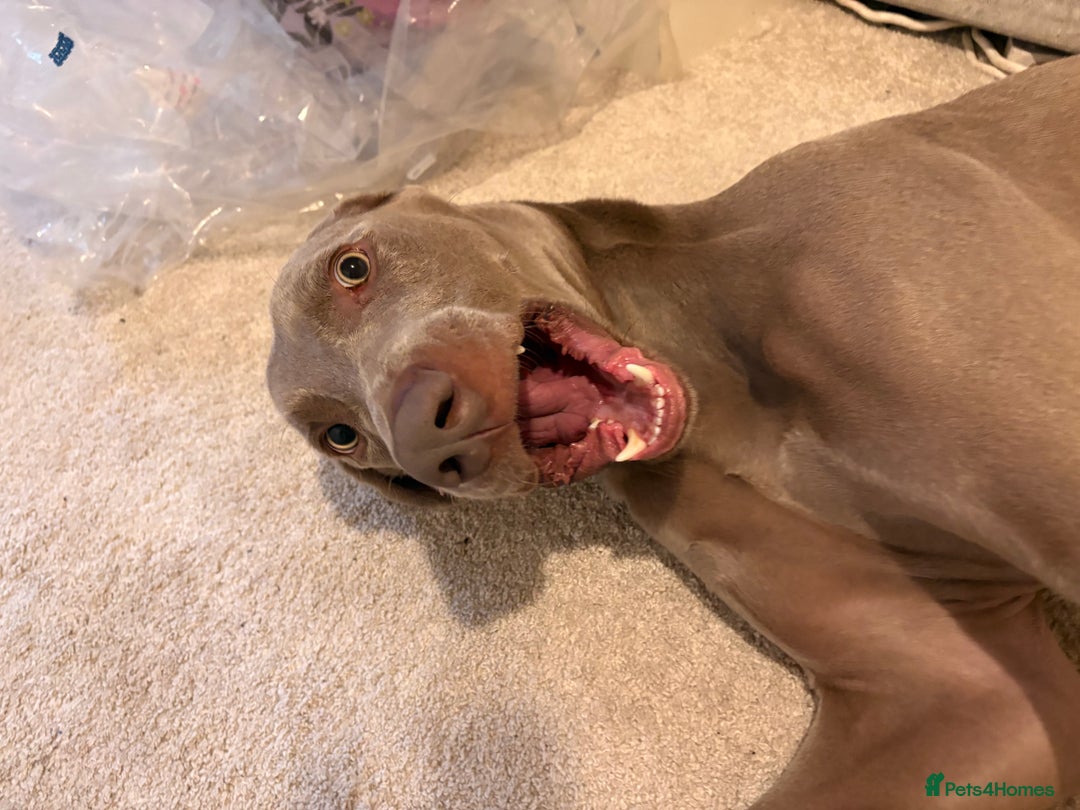 Weimaraner dogs for sale: Tommy  - Image 3
