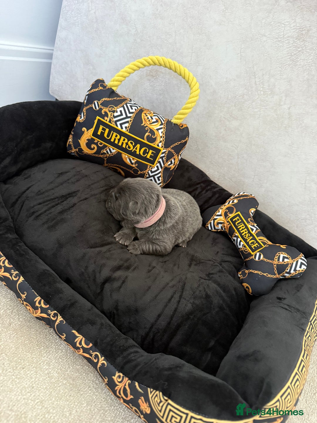 Chow Chow dogs for sale: KC reg chow chows ready to leave 24 dec! REDUCED - Advert 25