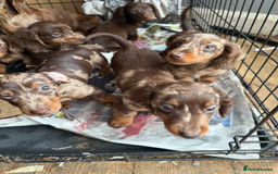 Miniature Dachshund dogs for sale: Miniature Dachshund Puppies - Image 5