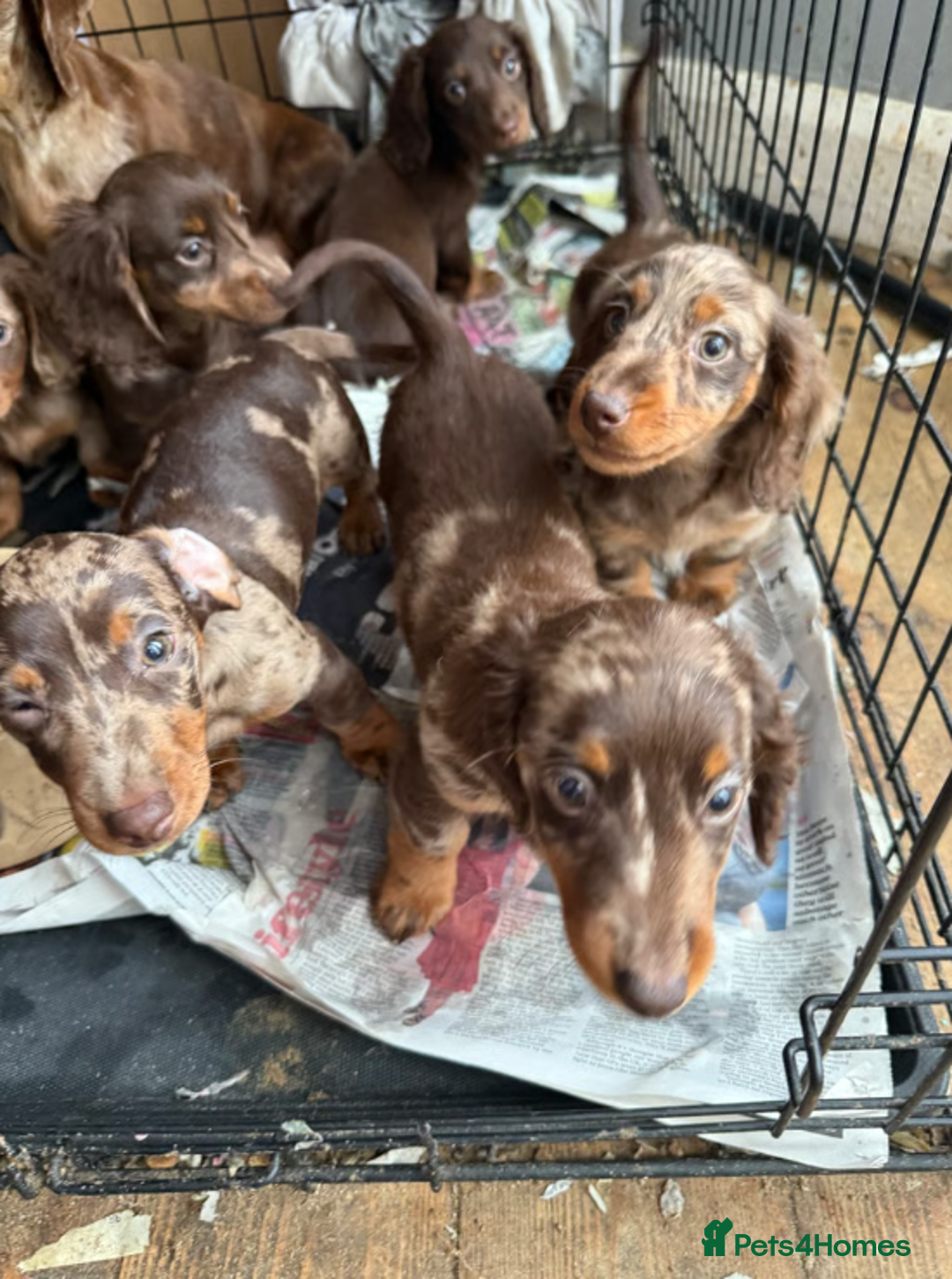 Miniature Dachshund dogs for sale: Miniature Dachshund Puppies - Image 5