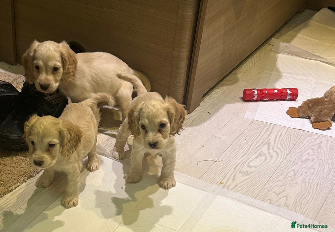 Cocker Spaniel dogs for sale: 🩷BEAUTIFUL SHOW COCKER PUPPIES🩷 - Image 2