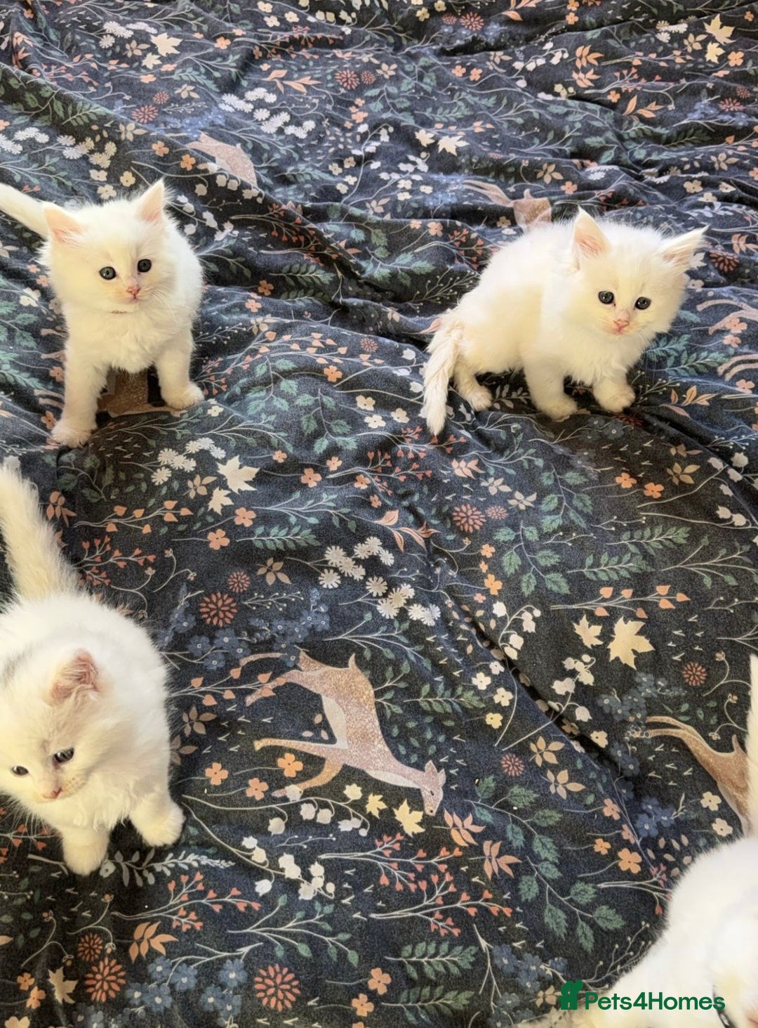Mixed Breed cats for sale: Stunning Ragdoll x Maine Coon Kittens - Advert 34