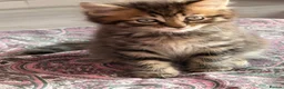 British Shorthair cats for sale: Adorable BSH BLH kittens ready to go. - Advert 8