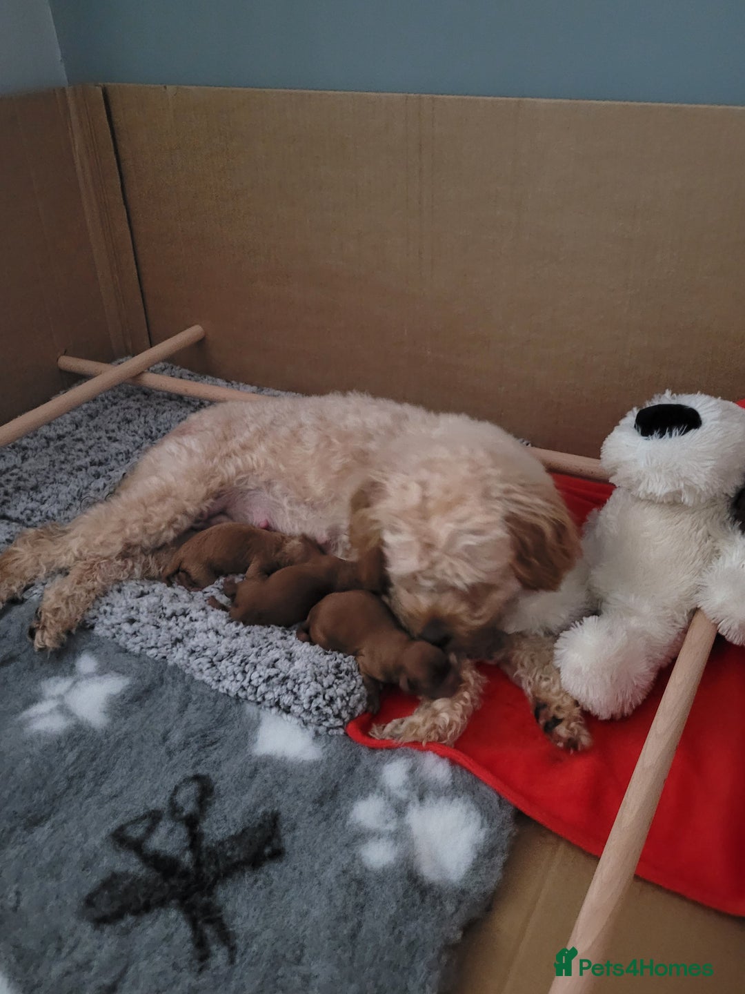 Cavapoo dogs for sale: Adorable mini Cavapoo puppies F1bb - Advert 28