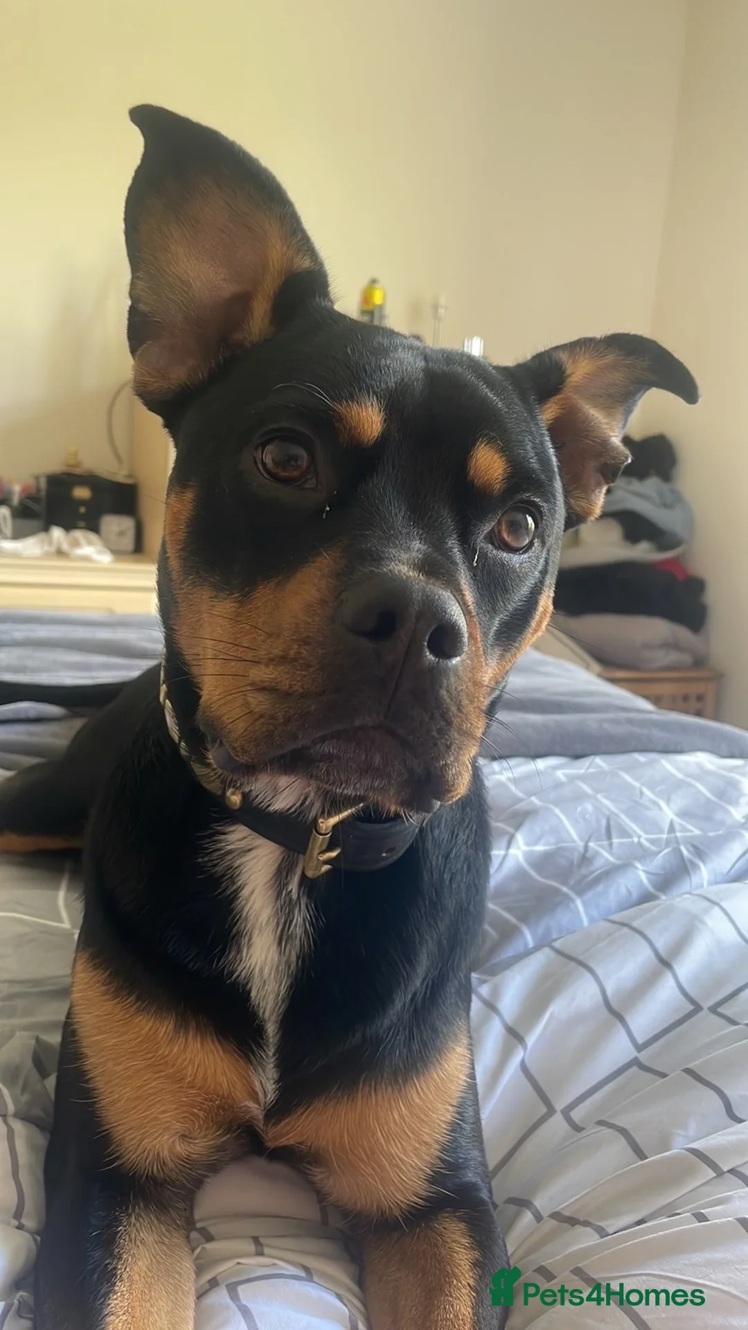 Mixed Breed dogs for sale: Diesel  in Burntwood - Advert 1