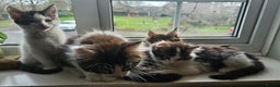 Maine Coon cats for sale: Beautiful Female Mixed Maine Coon kittens - Advert 8