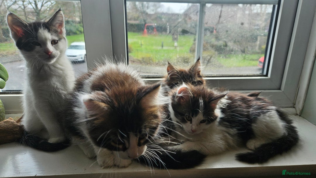 Maine Coon cats for sale: Beautiful Female Mixed Maine Coon kittens - Advert 8
