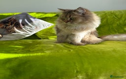 British Longhair cats for sale: British Longhair Kitten for sale  - Image 11