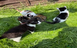 Domestic Shorthair cats for sale:  female kittens beautiful temperaments - Image 18