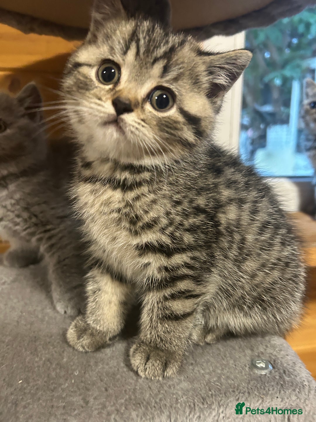 British Shorthair cats for sale: Adorable BSH kittens - Image 13