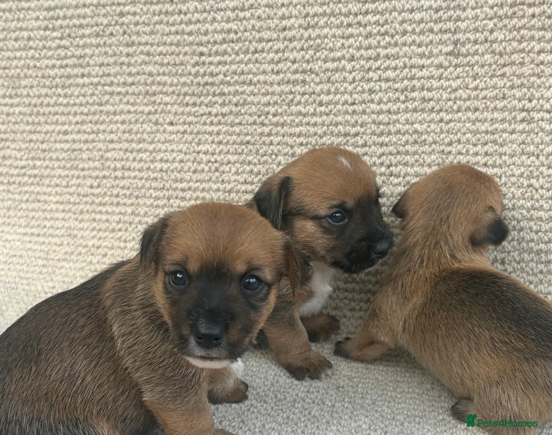 Jack Russell dogs for sale: Jack russel puppies  - Image 7