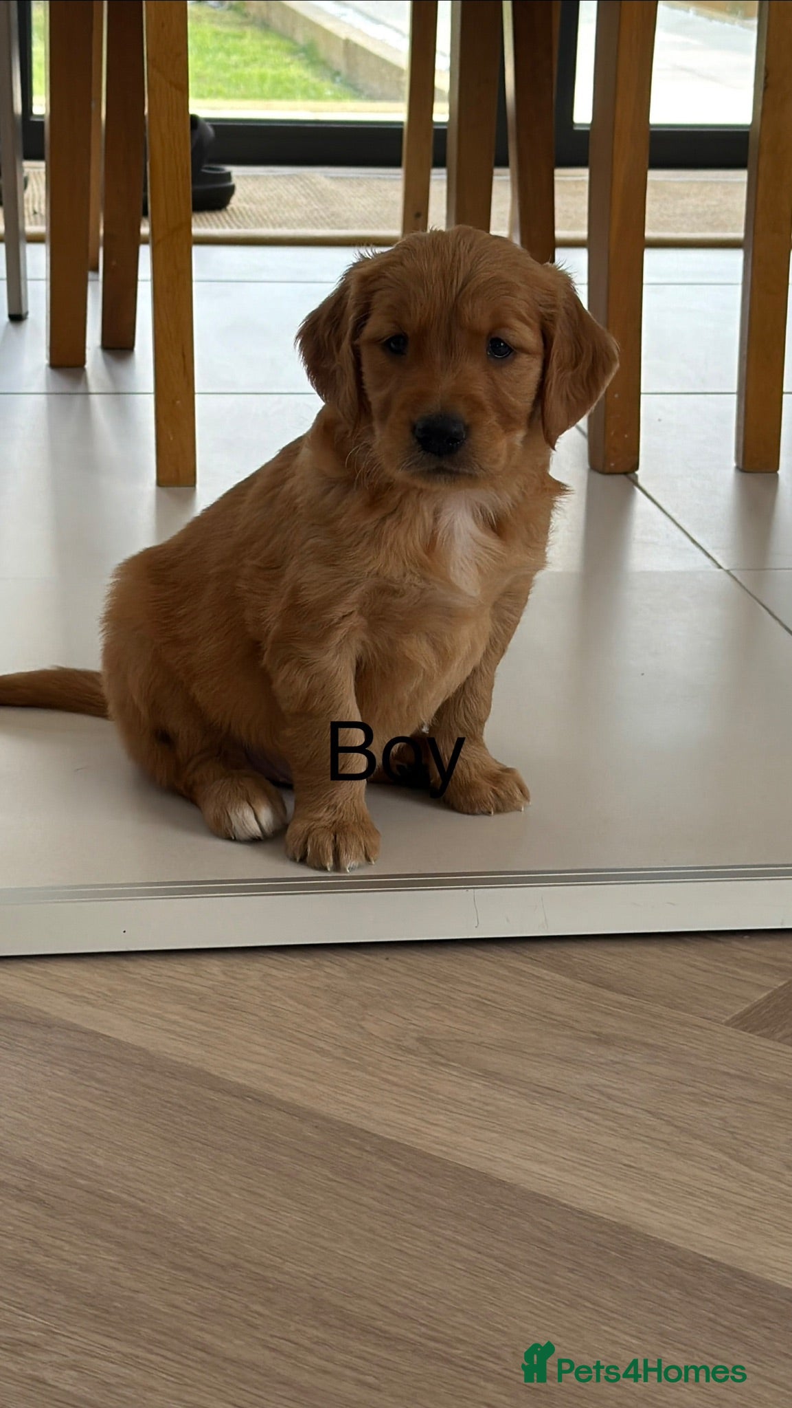 Golden Retriever dogs Dark Working retriever puppies  - Advert 1