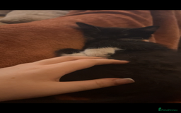 Maine Coon cats for sale: ! 12 week kitten for sale!  - Advert 5