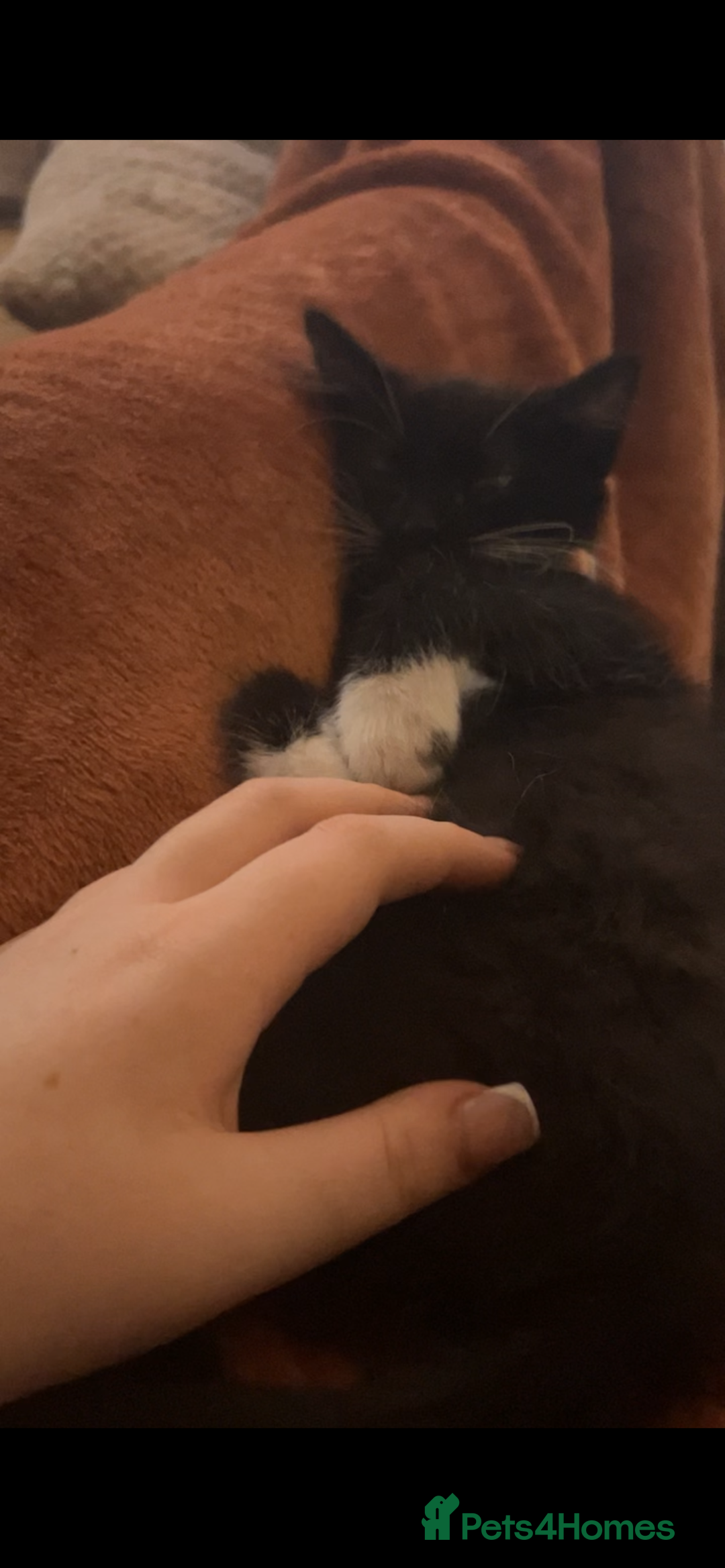 Maine Coon cats for sale: ! 12 week kitten for sale!  - Advert 5