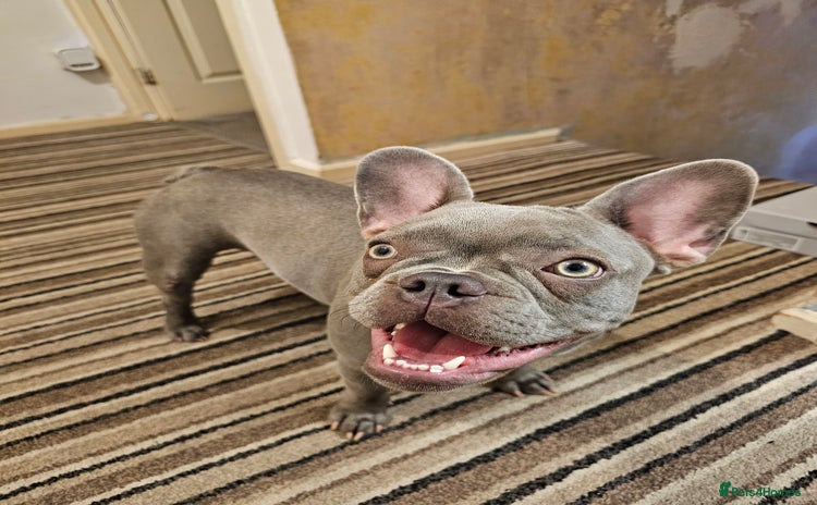 French Bulldog dogs - Advert 1