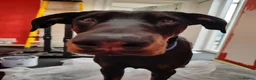 Dobermann dogs for sale: 4 year old male Doberman - Travis - Advert 32