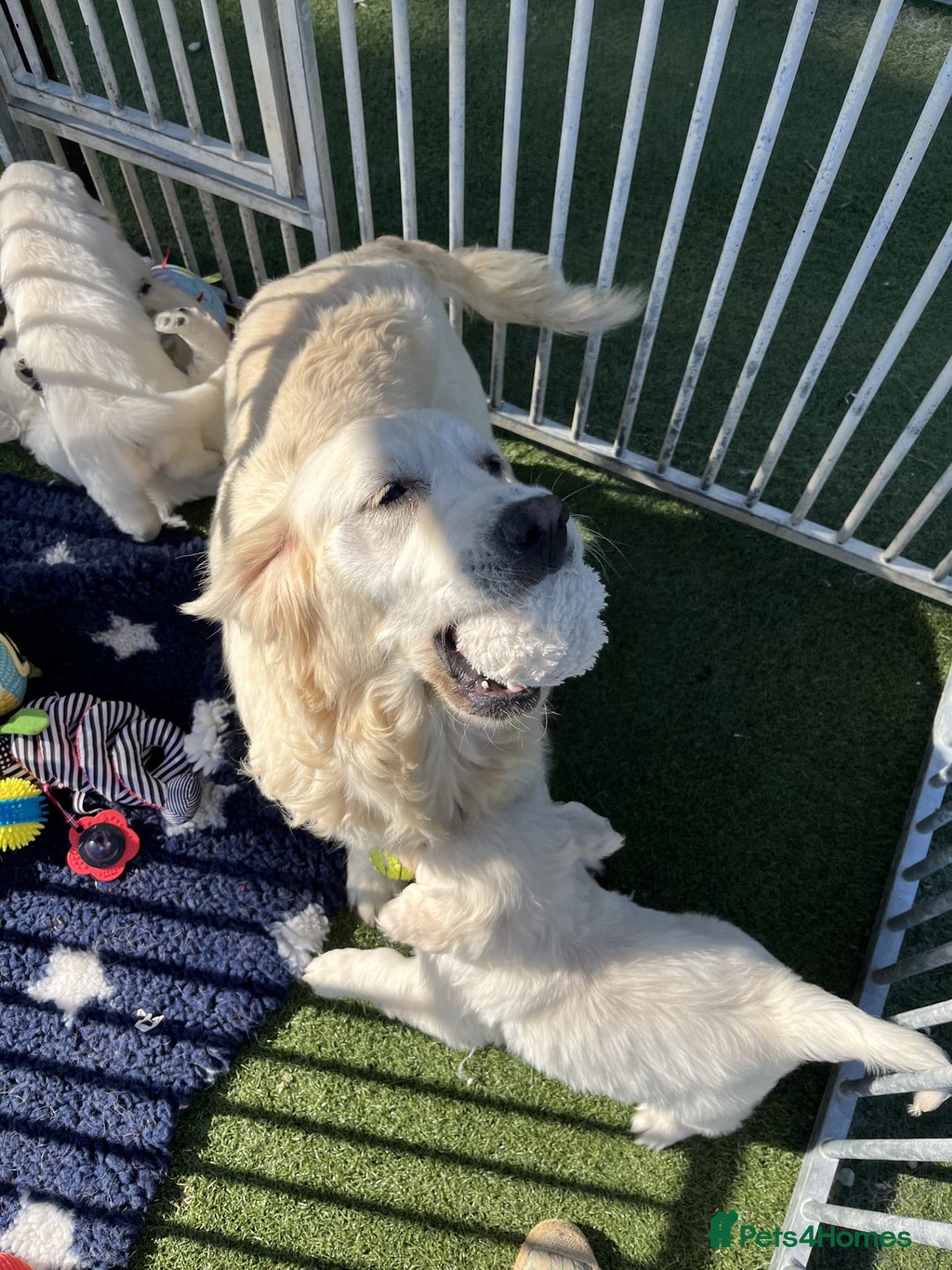 Golden Retriever dogs for sale: Gorgeous and Glamorous Golden Retriever Puppies!  - Advert 2