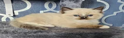 Ragdoll cats for sale: 5 Star licence held, Stunning GCCF reg kittens  - Advert 5