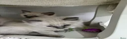 Ragdoll cats for sale: 4 beautiful blue point ragdoll kittens - Advert 14
