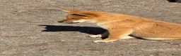Japanese Shiba Inu dogs for sale: Shiba Inu puppies parents health tested  - Advert 6