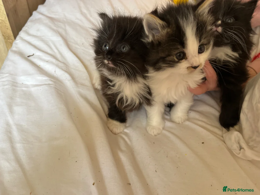 British Shorthair cats for sale: Three kittens 12 weeks old . - Advert 1
