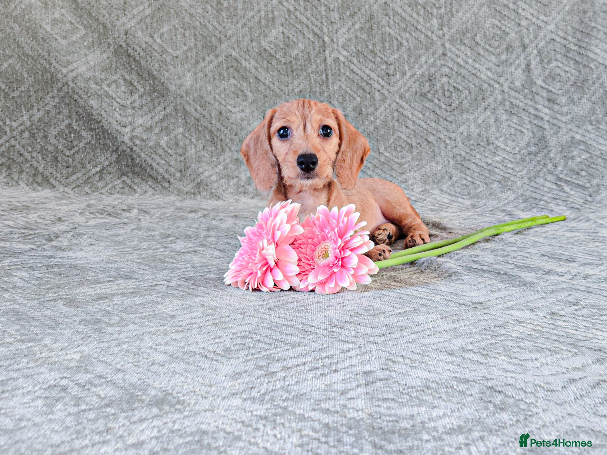 Miniature Dachshund dogs for sale: Silkie Mini Dachshund Puppies  - Advert 1