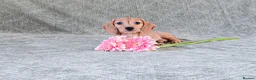 Miniature Dachshund dogs for sale: Silkie Mini Dachshund Puppies  - Advert 1
