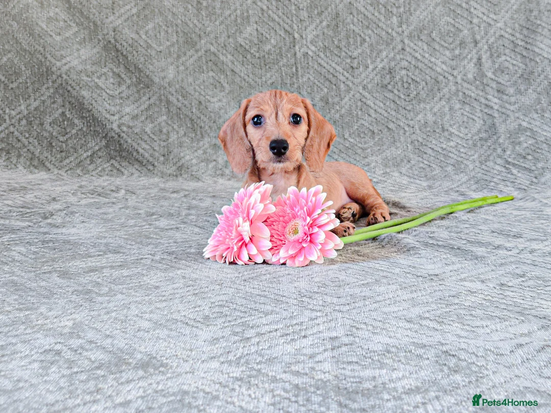 Miniature Dachshund dogs for sale: Silkie Mini Dachshund Puppies  - Advert 1