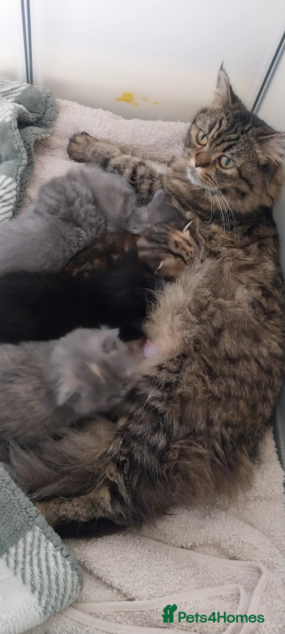 British Longhair cats for sale: 3 beautiful kittens  - Advert 1