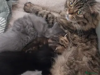 British Longhair cats 2 beautiful kittens - Advert 1