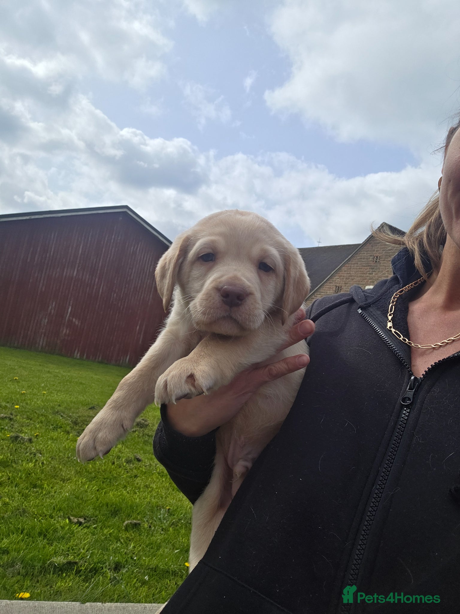 Labrador Retriever dogs Kc Registered quality labrador BOYS AVAILABLE  - Advert 11