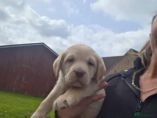 Labrador Retriever dogs Kc Registered quality labrador BOYS AVAILABLE - Advert 11