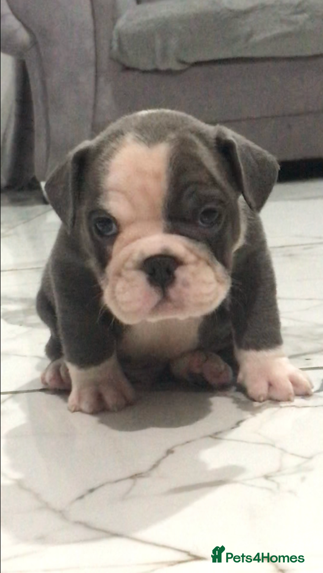 English Bulldog dogs for stud: Fluffy carrier British bulldog stud  - Image 14